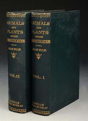 Lot 484 - DARWIN