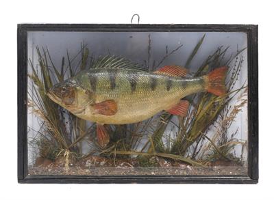 Lot 286 - A Victorian taxidermy perch