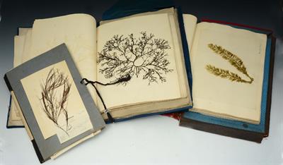 Lot 327 - A GROUP OF THREE 'HERBARIUM' COLLECTION FOLDERS VIS:- two x University of Leeds