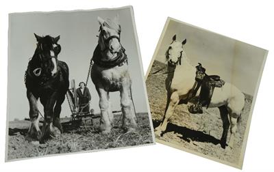 Lot 639 - A SELECTION OF FIFTY TWO HORSE