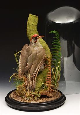 Lot 163 - A TAXIDERMIC WOODPECKER IN A NATURALISTIC SETTING