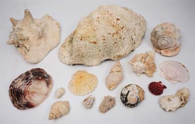 Lot 176 - A COLLECTION OF SEA SHELLS