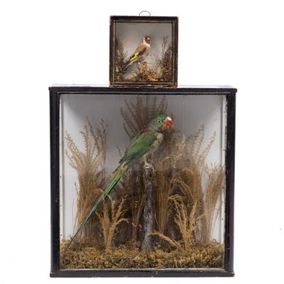 Lot 231 - A VICTORIAN TAXIDERMIC GREEN PARROT