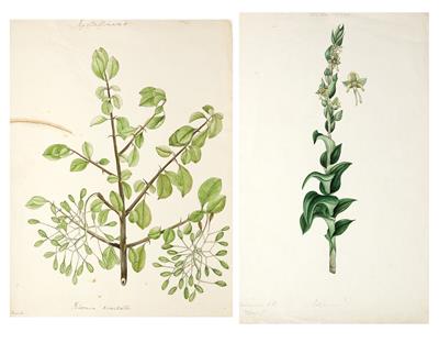 Lot 104 - A COLLECTION OF TEN 19TH CENTURY BOTANICAL WATERCOLOURS AND DRAWINGS