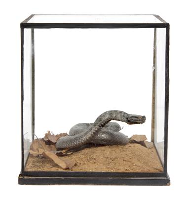 Lot 68 - A PRESERVED SNAKE mounted in a cubic five glass case