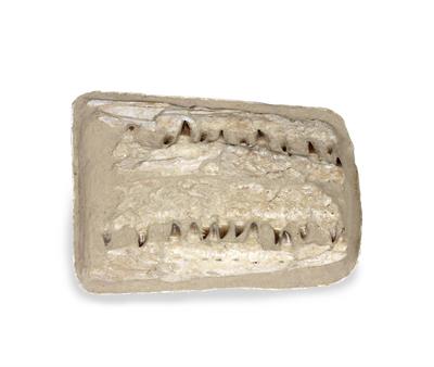 Lot 164 - A FOSSILIZED PART MOSASAUR JAW with teeth exposed