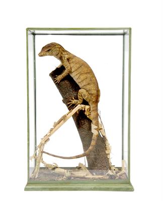 Lot 184 - A PRESERVED LIZARD