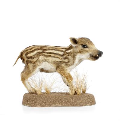 Lot 389 - A PRESERVED WILD BOAR PIGLET mounted on a base with sprouting grasses 26cm high