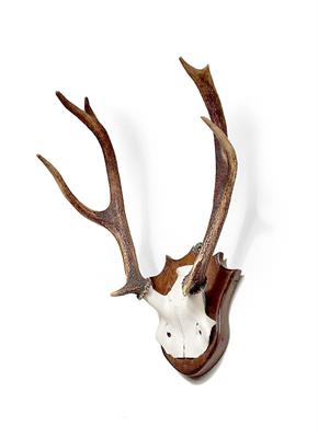 Lot 501 - A PAIR OF 8 POINT DEER ANTLERS mounted on a shaped oak shield 42cm wide