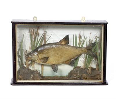 Lot 512 - AN ANTIQUE PRESERVED BREAM in an ebonised three glass case