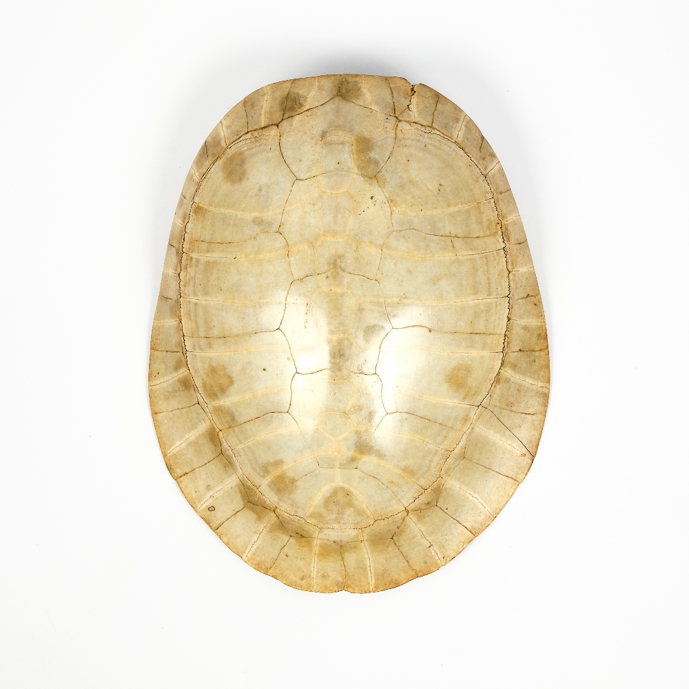 Lot 110 - Blonde turtle shell