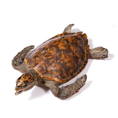Lot 449 - Taxidermy