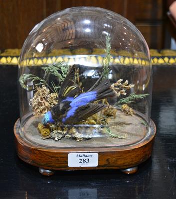 Lot 283 - A Victorian taxidermic bird