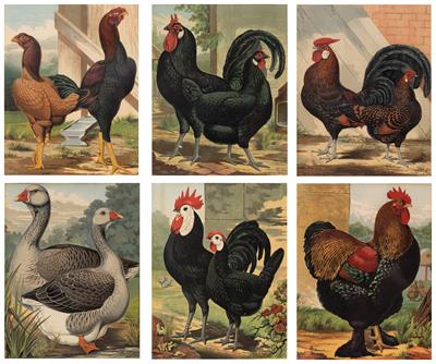 Lot 13 - A SET OF SIX LATE VICTORIAN LITHOGRAPHIC PRINTS of poultry