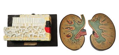 Lot 155 - A PAINTED PLASTER TEACHING MODEL OF A VERTICAL SECTION OF DICOTYLEDONOUS LEAF