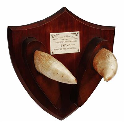 Lot 455 - A PAIR OF TEETH from a Sperm Whale taken off Hawaii 1833 'Ship Enterprise' mounted on a wooden