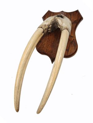 Lot 458 - AN ANTIQUE WALRUS PARTIAL SKULL with 35.5cm long tusks