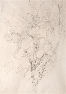 Lot 598 - Olive F. Openshaw (fl.1930-1970)