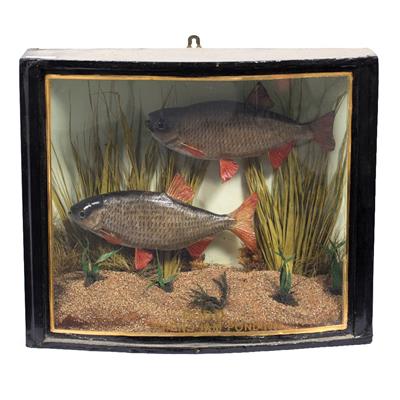 Lot 120 - Glazed case of two taxidermic Rudd