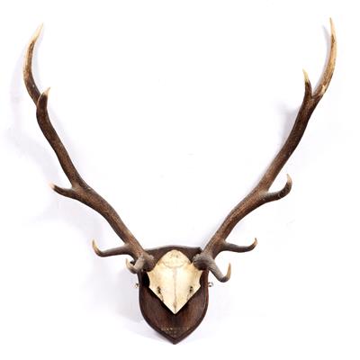 Lot 121 - Pair of antlers