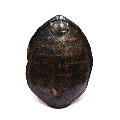 Lot 413 - A taxidermy giant turtle shell