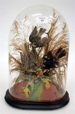 Lot 99 - THREE VICTORIAN TROPICAL BIRDS under a glass dome