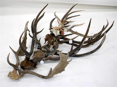 Lot 131 - FOUR AXIS DEER ANTLERS