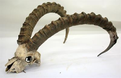 Lot 132 - A SET OF ALTAI IBEX ANTLERS on a partial skull