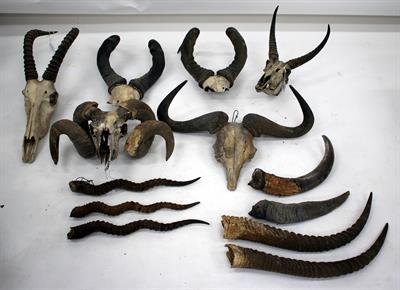 Lot 133 - A COLLECTION OF HORNS mounted on partial skulls to include two pairs of Hartebeest horns and a pair