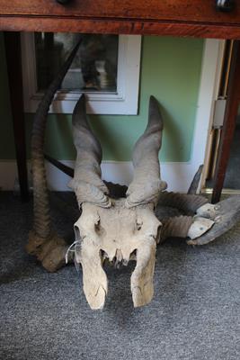 Lot 134 - A PAIR OF OLD ELAND HORNS mounted on a partial skull