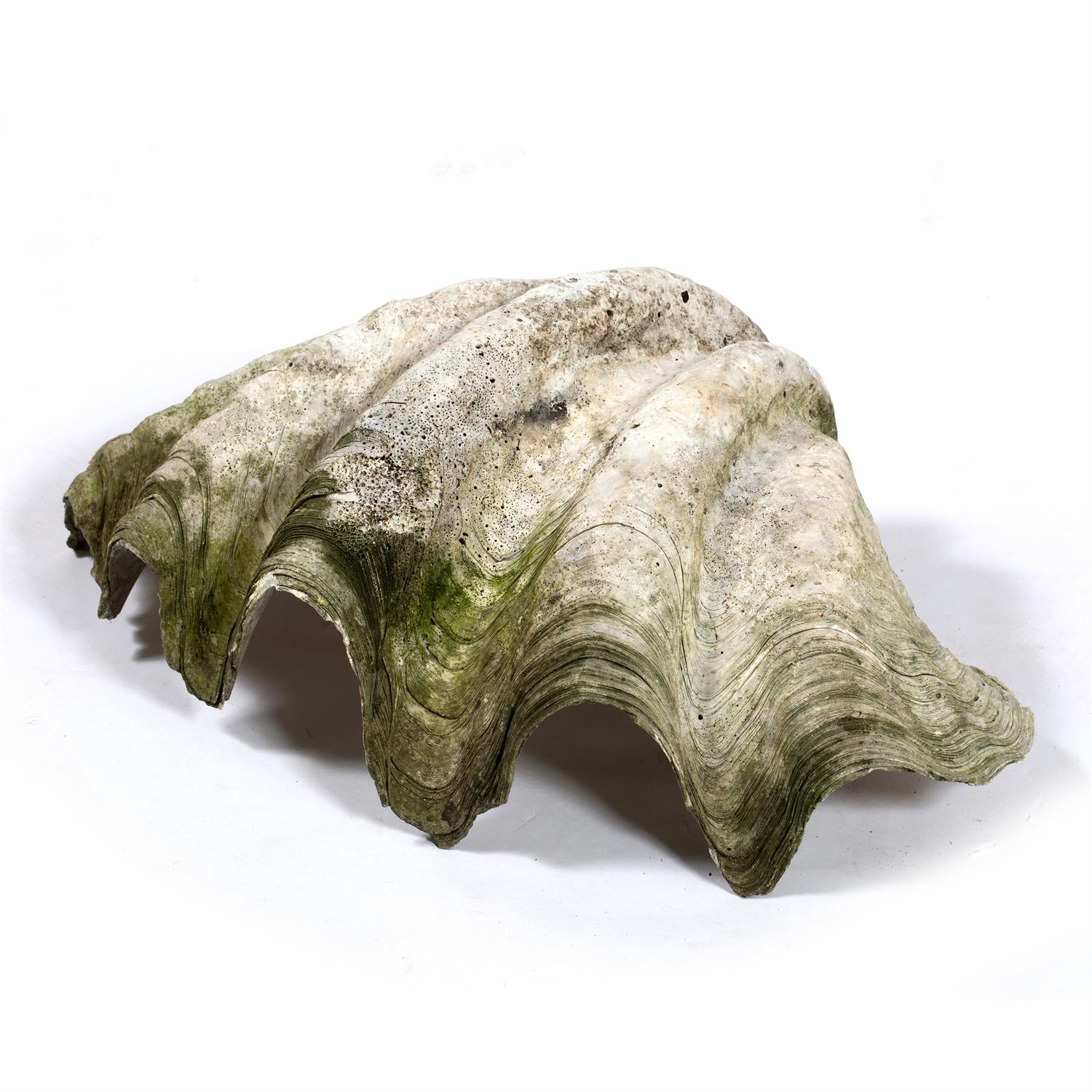 Lot 411 - Giant fossilized half clam shell