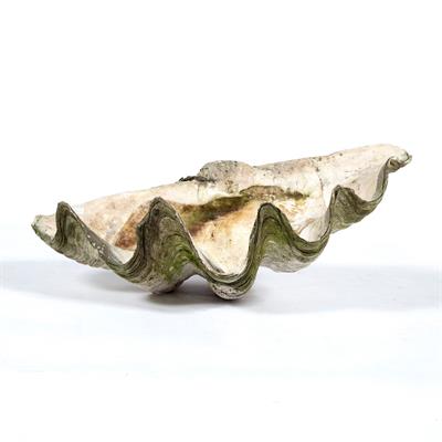 Lot 411 - Giant fossilized half clam shell