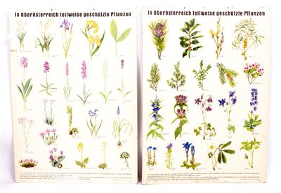 Lot 278 - A SET OF GERMAN BOTANICAL EDUCATIONAL POSTERS