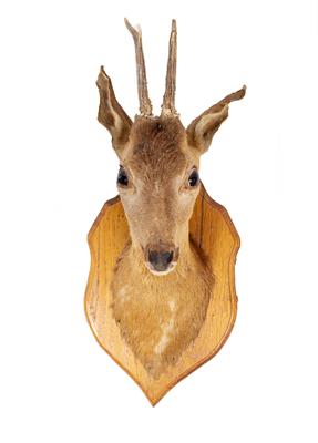 Lot 661 - A TAXIDERMIC DEER'S HEAD