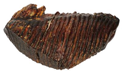 Lot 415 - A FOSSILIZED ELEPHANTS TOOTH reputedly from the North Sea