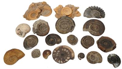 Lot 416 - A GROUP OF NINETEEN AMONITES of various form and size