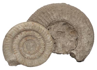 Lot 417 - TWO LARGE AMONITIES