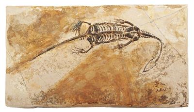 Lot 418 - A NOTHOSAUR