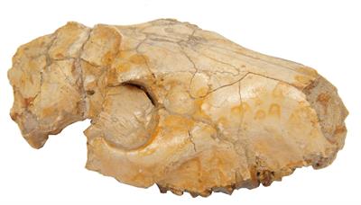 Lot 419 - A FOSSILIZED OREODONT SKULL