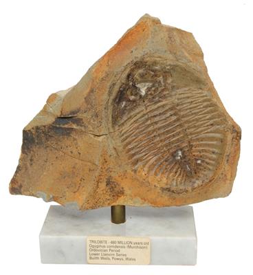 Lot 420 - A FOSSILIZED TRILOBITE 'OGYGINUS CORNDENSIS'