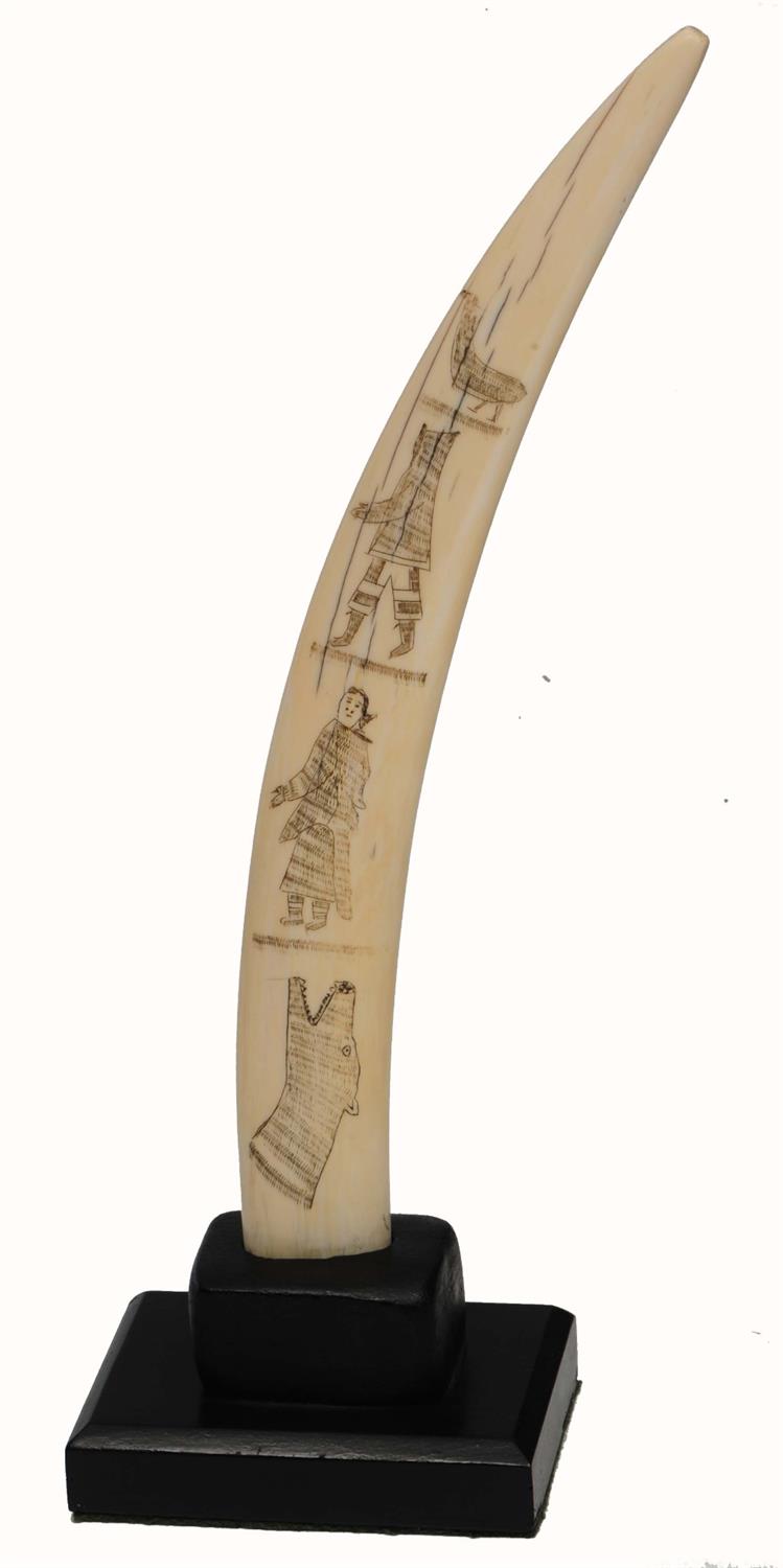 Lot 444 - A WALRUS SCRIMSHAW TUSK with finely engraved decoration