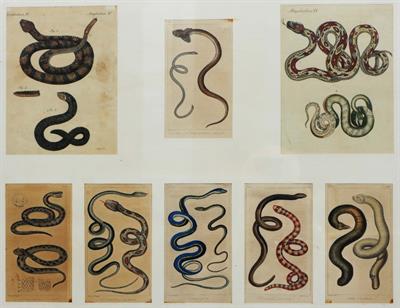 Lot 3 - A GROUP OF EIGHT 19TH CENTURY FRENCH ENGRAVED SNAKE SUBJECTS