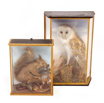 Lot 358 - A LATE 19TH / EARLY 20TH CENTURY TAXIDERMIC BARN OWL