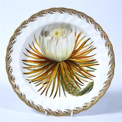 Lot 498 - Derby botanical dish