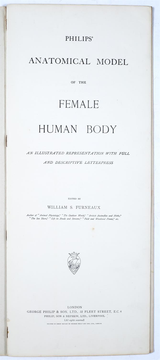 Lot 940 - Philips' Model of The Human Body (Female)