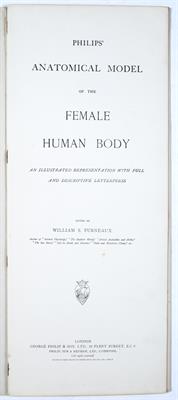 Lot 940 - Philips' Model of The Human Body (Female)