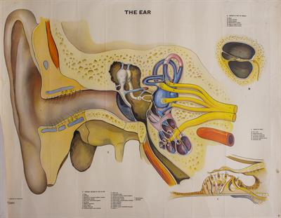 Lot 42 - A BRITISH MID 20TH CENTURY EDUCATIONAL POSTER