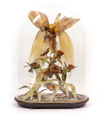 Lot 296 - A VICTORIAN GROUP OF TAXIDERMIC TROPICAL BIRDS