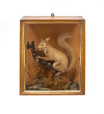 Lot 339 - A 19TH CENTURY TAXIDERMIC RED SQUIRREL