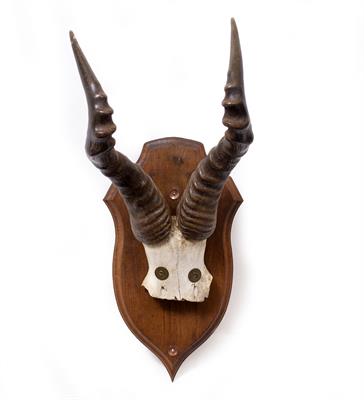 Lot 517 - HARTEBEEST ANTELOPE HORNS